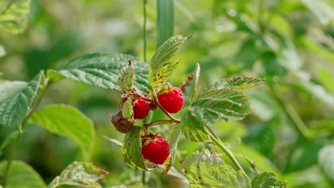 Raspberry picking, in outdoor garden, with hand, raspberry plant, Stock Footage 341465581