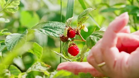 Raspberry picking, in outdoor garden, with hand, raspberry plant, Stock Footage 341465609