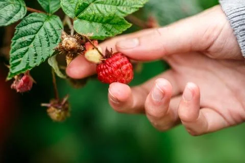 Raspberry picking Stock Photos