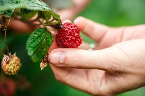 Raspberry picking Stock Photos