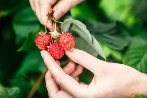 Raspberry picking Stock Photos