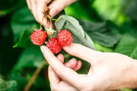 Raspberry picking Stock Photos