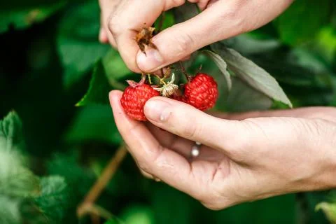 Raspberry picking 스톡 사진