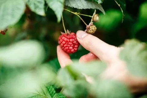Raspberry picking 스톡 사진