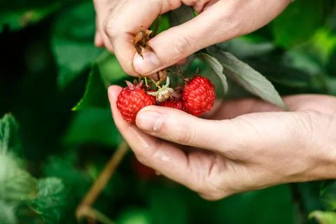 Raspberry picking Stock Photos