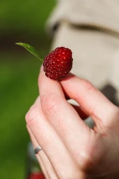 Raspberry picking Stock Photos