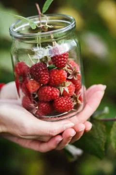 Raspberry picking Stock Photos