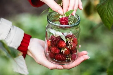 Raspberry picking Stock-Fotos