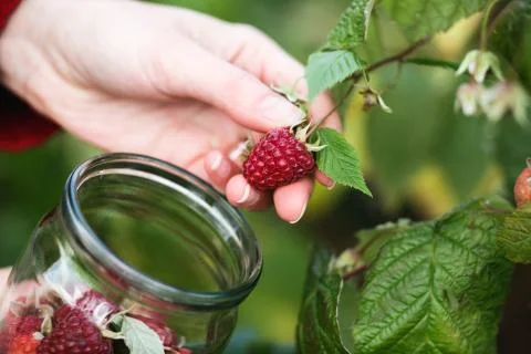 Raspberry picking Stock Photos