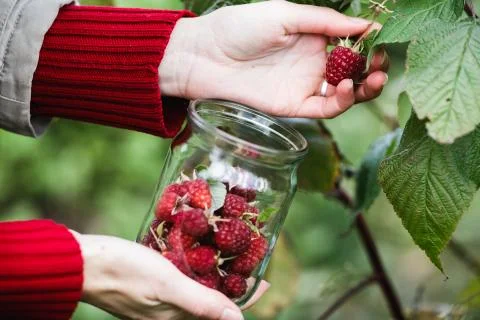 Raspberry picking Stock Photos