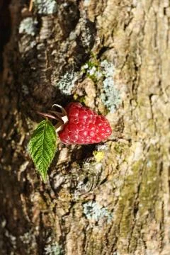 Raspberry picking Foto stock