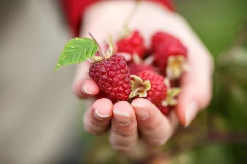 Raspberry picking Fotos Stock