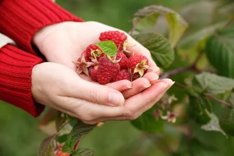 Raspberry picking Stock Photos