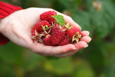 Raspberry picking Stock Photos