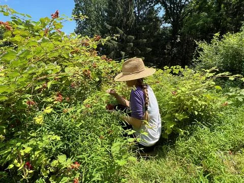 Raspberry Picking Zoomed Out Stock Photos