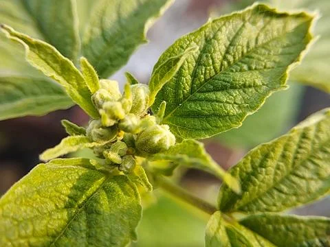 Raspberry Plant Buds Preparing to Bloom Stock Photos