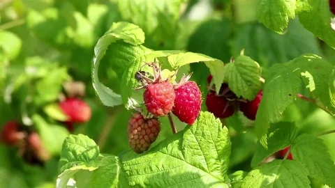 Raspberry plant closeup Stock Footage 69100254
