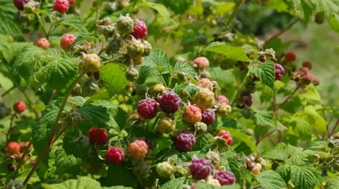 Raspberry plant Stock Footage 59304869
