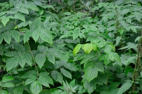 Raspberry plant in forest Stock Photos