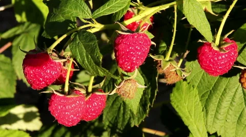 Raspberry Plant Fruits Stock Footage 41730634