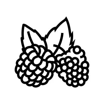 Raspberry plant leaf fresh line icon vector illustration Stock Illustration