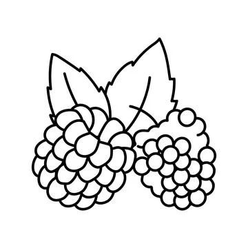 Raspberry plant leaf fresh line icon vector illustration Stock Illustration