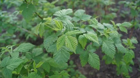 Raspberry Plant Leaves Close-Up Stock Photos