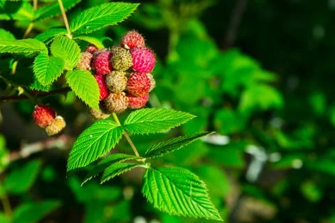 Raspberry in plant Stock Photos