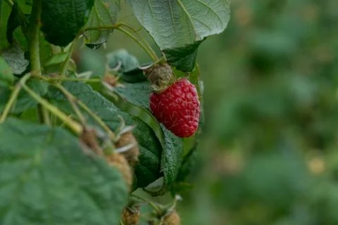 Raspberry on a plant Stock Photos