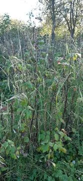 Raspberry plant Stock Photos