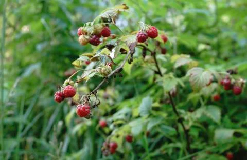 Raspberry plant raspberry bush Stock Photos