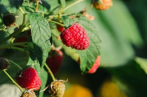 Raspberry plant / raspberry bush Stock Photos