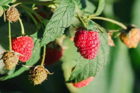 Raspberry plant / raspberry bush Stock Photos
