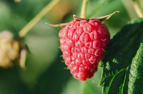 Raspberry plant / raspberry bush Foto stock