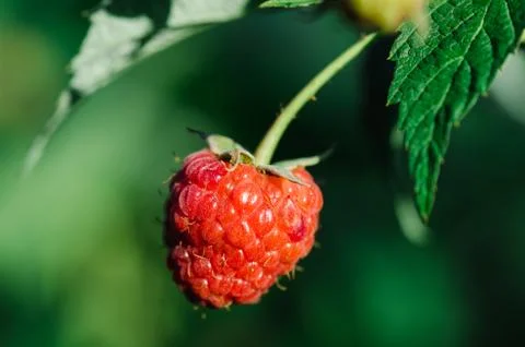 Raspberry plant / raspberry bush Stock Photos