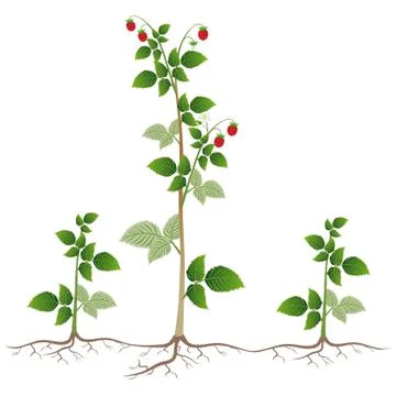 Raspberry plant with root suckers on a white background Stock-Illustration