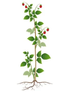 Raspberry plant with roots isolated on white background Stock Illustration