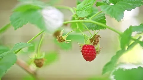 Raspberry plant with single ripe berry Stock Footage 337677753