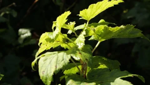 Raspberry plant summer Stock Footage 8650275