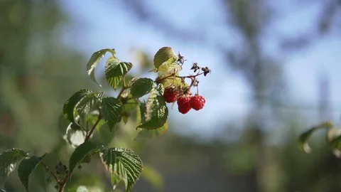 Raspberry on plant on sunny day Stock Footage 128397970