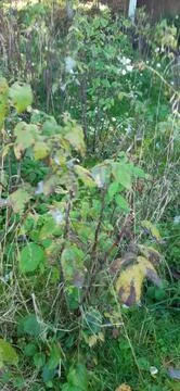 Raspberry plant10 Stock Photos