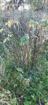 Raspberry plant2 Stock Photos