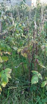 Raspberry plant3 Stock Photos