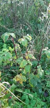 Raspberry plant4 Stock Photos
