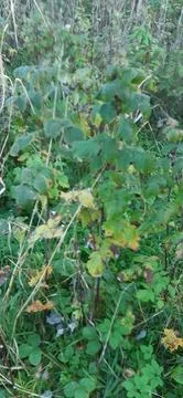 Raspberry plant5 Stock Photos
