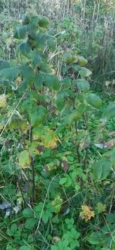 Raspberry plant6 Stock Photos