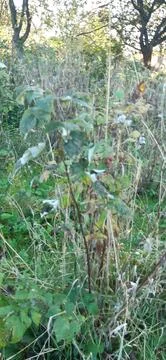 Raspberry plant7 Stock Photos