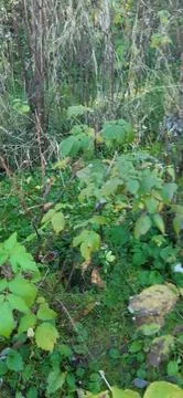 Raspberry plant8 Stock Photos