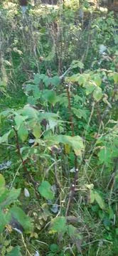 Raspberry plant9 Stock Photos