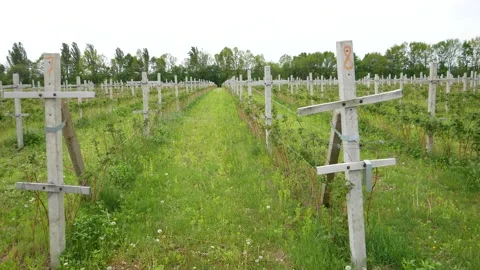 Raspberry plantation. Modern technology for growing raspberries. 库存影片 130865531